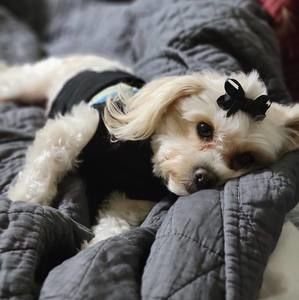 Meet your Posher, Deedee